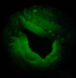 fluorescent chalcedony geode