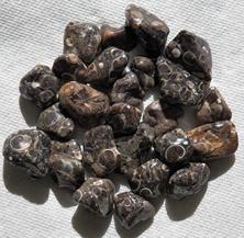 Photo of tumbled turitella agate from little america wyoming
