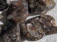 Photo of Turitella Agate from Little America, Wyoming #2
